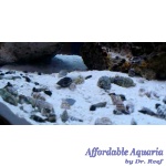 Large Pack 90-120 Gal