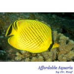 Latticed Butterflyfish