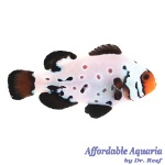 Frostbite Absolute Zero Clownfish