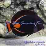 Achilles Tang