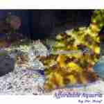 Aiptasia Eating Filefish