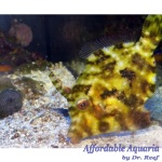 Aiptasia Eating Filefish