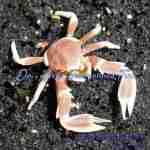 Anemone Crab
