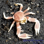 Anemone Crab