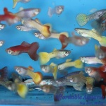 Assorted Female Guppies