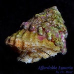 Astraea Snail