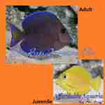 Atlantic Blue Tang (Adult)