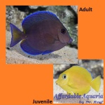 Atlantic Blue Tang (Juvenile)