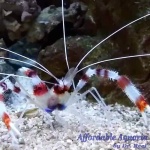 Banded Coral Shrimp