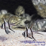 Banggai Cardinal (Wild Caught)