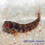 Barnacle Blenny