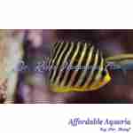 Multibar Angelfish