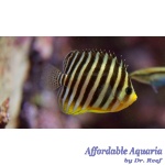 Multibar Angelfish EXPERT ONLY