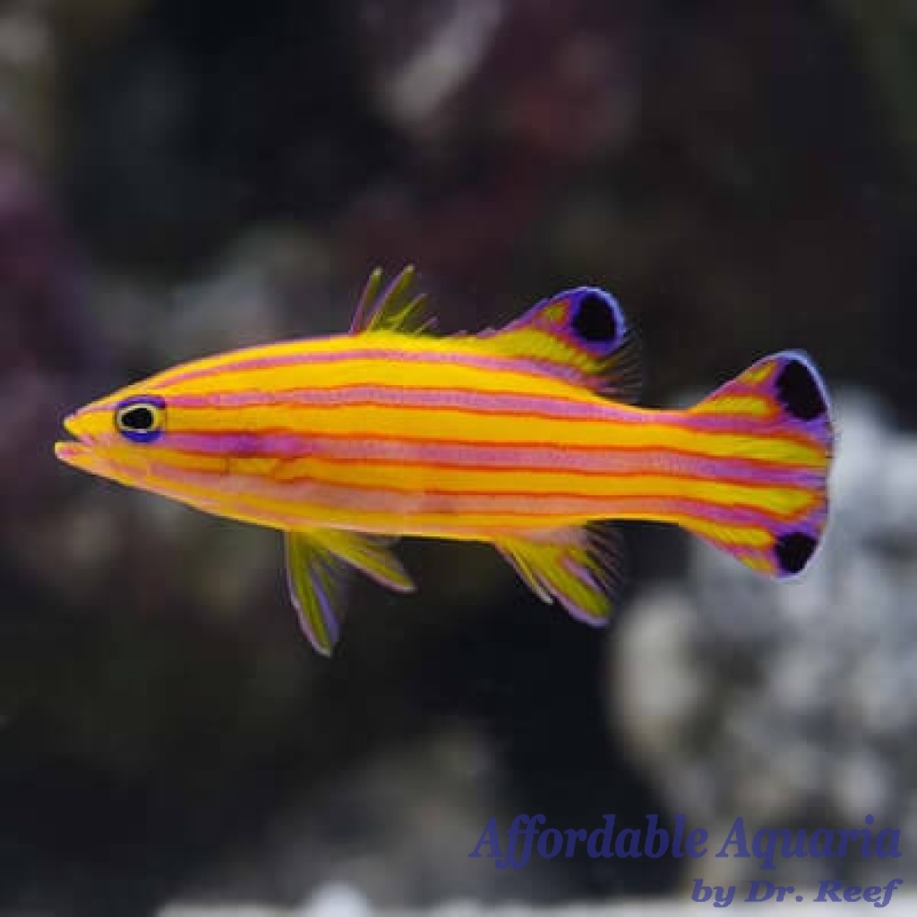 Saltwater Fish | Affordable Aquaria