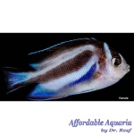 Bellus Angelfish (Female)