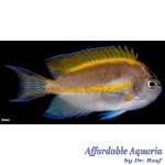 Bellus Angelfish (Male)