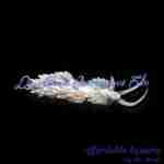 Berghia Nudibranch