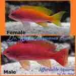 Bimac Anthias