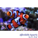 Black Ice Clownfish