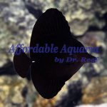 Black Longnose Tang