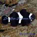Black & White Clownfish
