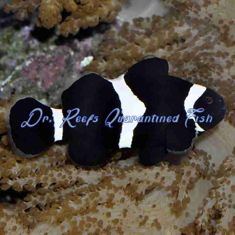 black-white-clownfish-1 Black & White Clownfish - Image 1