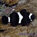 Black & White Clownfish