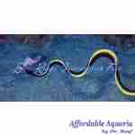 Black Ribbon Eel