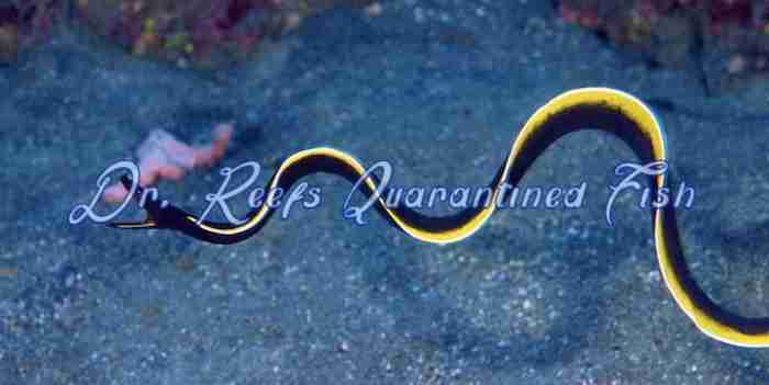 blackeel Black Ribbon Eel - Image 1