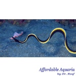 Black Ribbon Eel EXPERT ONLY