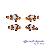 Black Ice Bonded Pair