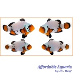 Black Ice Extreme Bonded Pair