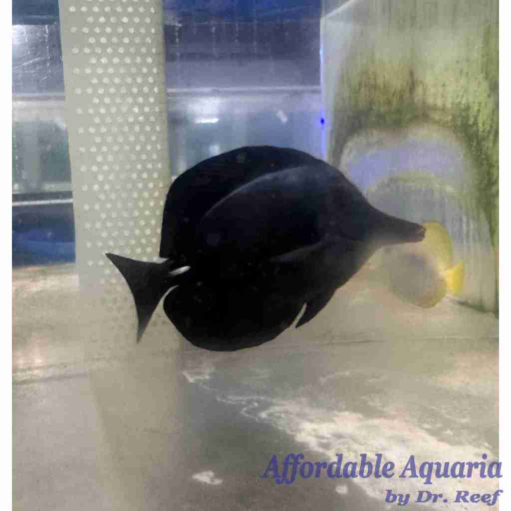 Tang Rio Ack Black Longnose Tang | Affordable Aquaria