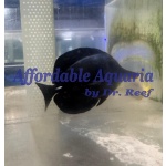 Black Longnose Tang - Image 2