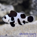 Black Storm Clownfish