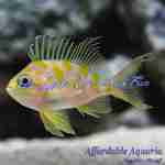 Blotched Borbonius Anthias