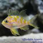 Blotched Borbonius Anthias