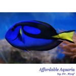 Blue Hippo Tang