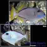 Blue Throat Triggerfish (Female)