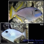 Blue Throat Triggerfish (Female)