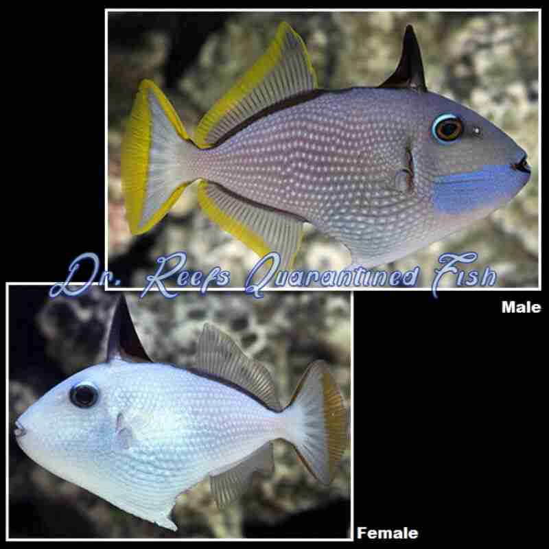 blue-throat-triggerfish-female-1 Blue Throat Triggerfish (Male) - Image 1