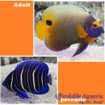 Blueface Angelfish (Juvenile)