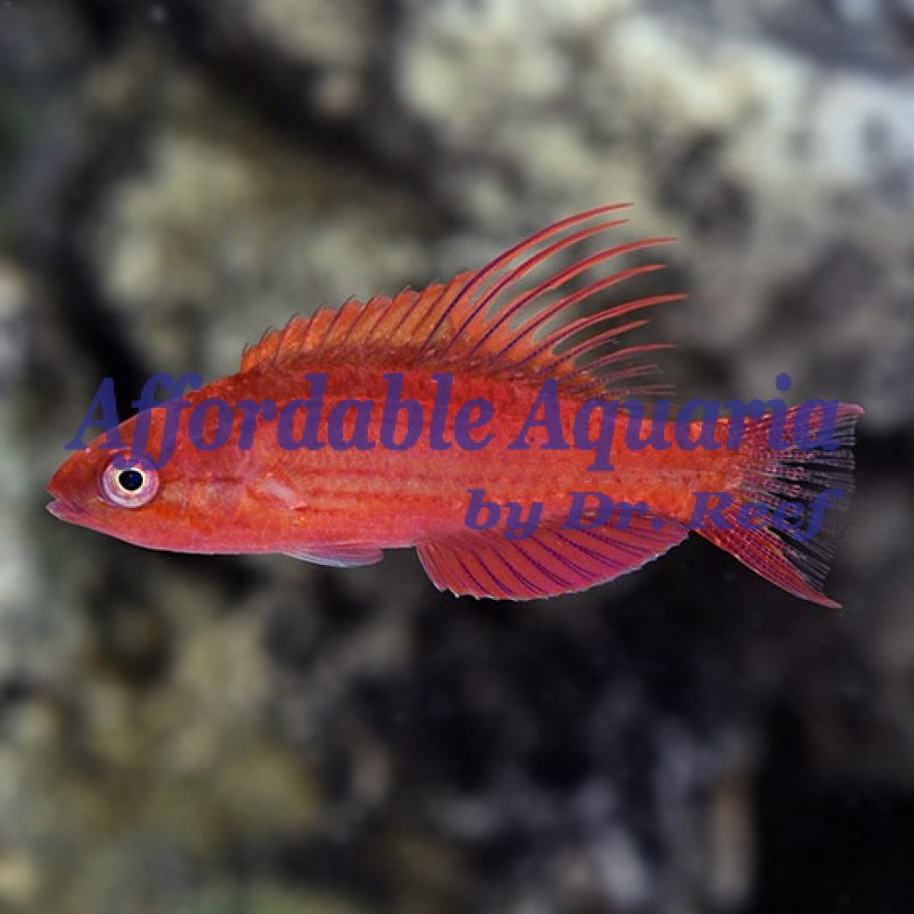 Wrasses Reefsafe | Affordable Aquaria