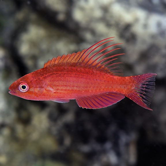 blueflasher.jpg Blue Flasher Wrasse - Image 1