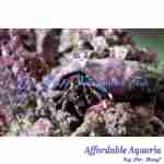 Hermit Crabs - Image 2