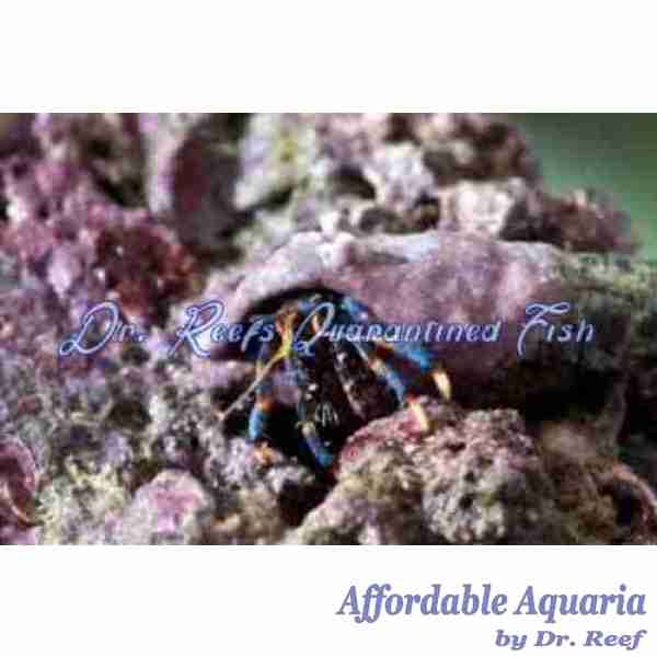 Hermit Crabs - Image 2
