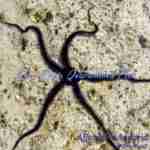 Brittle Sea Star