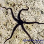 Brittle Sea Star