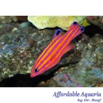 Deepwater Candy Basslet