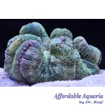 Green Carpet Anemone (Assorted)